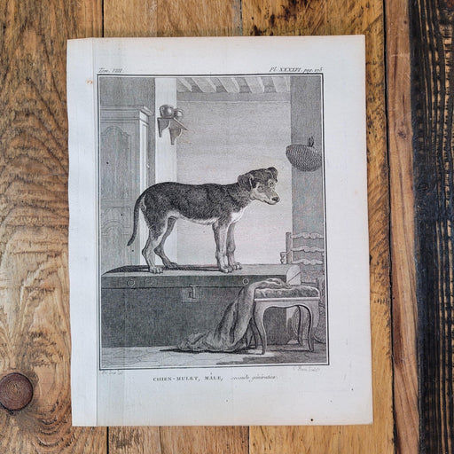 Kupferstich Hund, Chien Mulet, Male-Bild-Vintage Kontor-Vintage Kontor