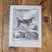 Kupferstich Hund, Deutscher Spitz, Le Grand Chien Loup-Bild-Vintage Kontor-Vintage Kontor