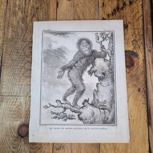 Antiker Kupferstich Jocko Ou Orang-Outang De lan Petite Espece-Bild-Vintage Kontor-Vintage Kontor