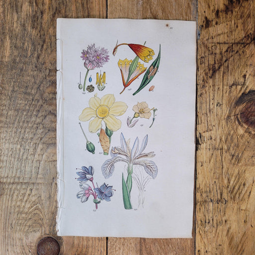 Antiker Kupferstich Blüten und Pflanzen-Bild-Vintage Kontor-Vintage Kontor