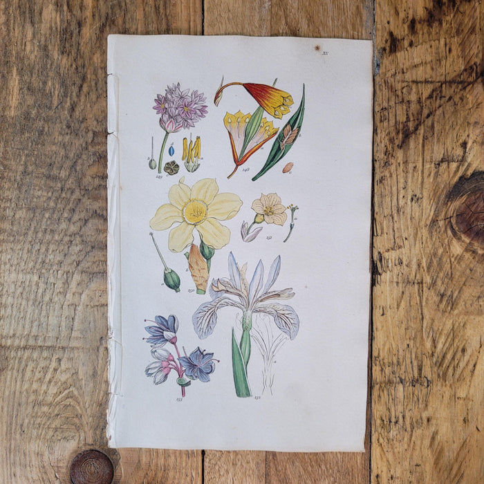 Antiker Kupferstich Blüten und Pflanzen-Bild-Vintage Kontor-Vintage Kontor