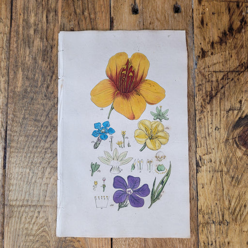 Seltener kolorierter Kupferstich mit Blüten-Bild-Vintage Kontor-Vintage Kontor